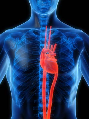 bigstockphoto Highlighted Heart 1812601 CT Angigram better than Blood Tests to find Heart Disease 